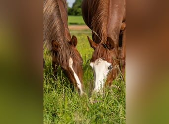 Reining-Begeisterte Stallhilfe und Trainer-Assistent