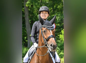 Pferdepfleger-/in (Vollzeit) gesucht