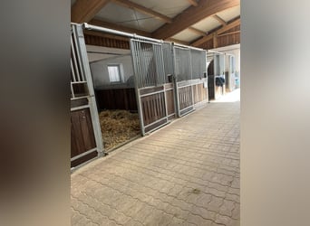 Pferdepfleger/ Jungpferdereiter