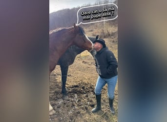 Pferdepflegerhelfer, Tierpfleger, Stallhilfe, Stallbursche, Hofarbeiter