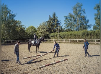Auszubildende/r als Pferdewirt/in im Bereich Service und Haltung gesucht