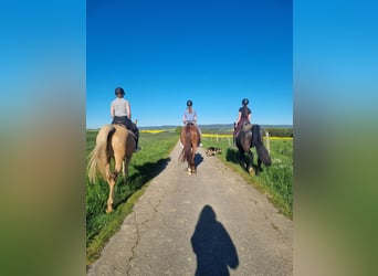 Auszubildende/r als Pferdewirt/in im Bereich Service und Haltung gesucht