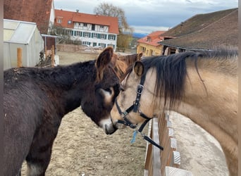Gesucht  Pferdewirt/-in  für privaten Pferdebetrieb in Baden-Württemberg