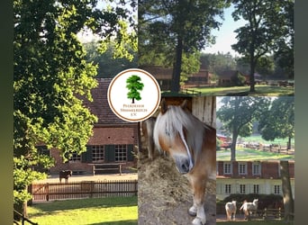 Pferdemensch m/w/d gesucht