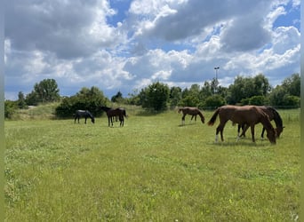 PferdewirtIn/ PflegerIn für privaten Dressurstall gesucht