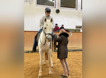 Pferdepfleger FN - Qualifikation mit Prüfung für Quereinsteiger 06. bis 20.11.2026