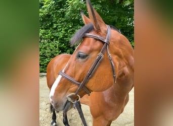 Pferdepfleger/in gesucht (m/w/d) – Sportstall / Turnierstall /////////////////Horse Groom Wanted (m/