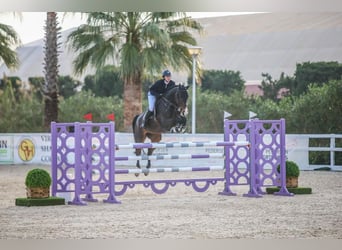SHOW/HOME GROOM POSITION AVAILABLE IN SWITZERLAND