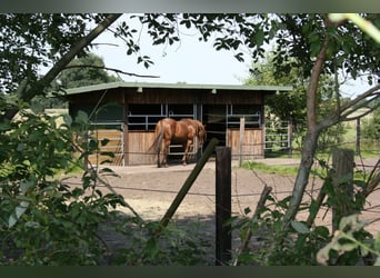 Praktikant/in gesucht im Western Trainingstall
