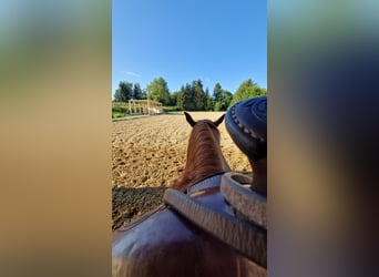 Praktikumsplatz ab sofort 