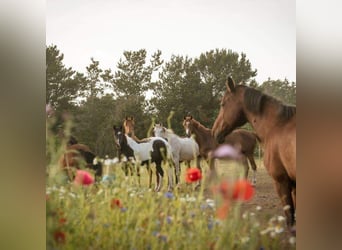 Working Student - Horsemanship - Dänemark 