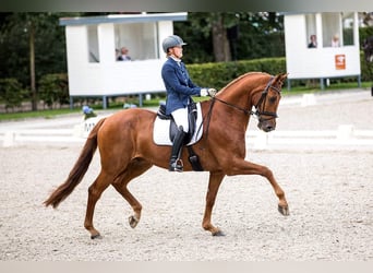 Free stable for a training or sales horse.