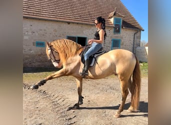 Suche erfahrene Reitpferde – Pferde zum Reiten