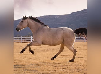 Horse Riding Instructor for China/ Reitlehrer