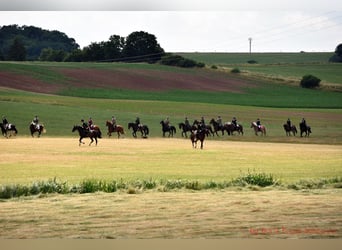 Leiter des Reitstalls am Hotel Reiterhof Altmühlsee gesucht