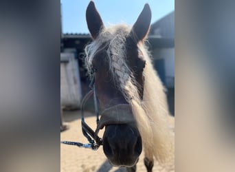 Leiter des Reitstalls am Hotel Reiterhof Altmühlsee gesucht