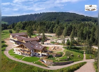 Reitlehrer/-in oder Pferdewirt/-in nach Südtirol gesucht