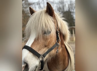 Reitlehrer sowie Stallhelfer gesucht (m,w,d)