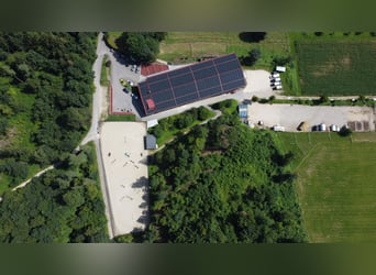 Reitlehrer/in oder Bereiter/in 50-100%
