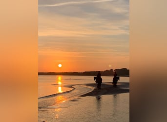 Reitlehrer/in mit Allroundfähigkeiten gesucht 