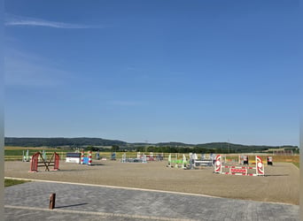 Erstklassige Pflege für erstklassige Sportpferde: Stallmitarbeiter / Groom (m/w/d) gesucht!