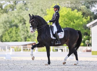 Stable Unikornis is looking for a home groom!