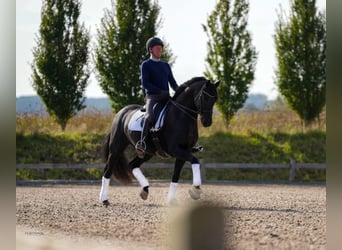 Teilzeit oder Vollzeitmitarbeiter (m/w/d) für unseren Dressurstall nach 50259 Pulheim Nähe Köln 
