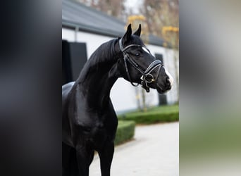  WE ARE HIRING — GROOM / RIDER 