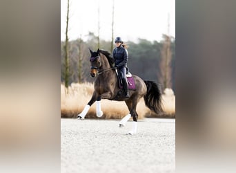  WE ARE HIRING — GROOM / RIDER 