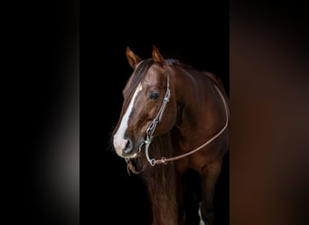 Westerntrainer Assistent - Reining 