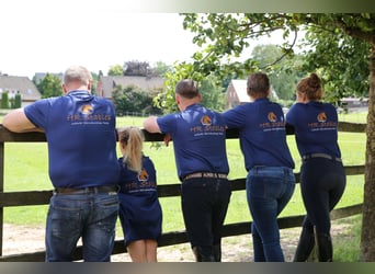 Wir suchen einen/eine Bereiter/in Schwerpunkt Dressur 