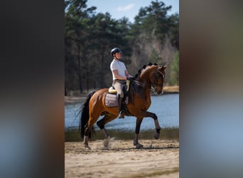  Working Student Position – Dressage Stable in Weert, The Netherlands 