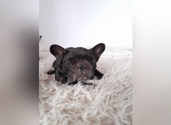 Französische Bulldogge