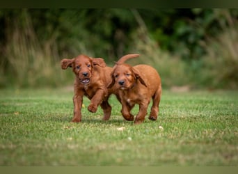 Irish-Setter-Welpen 