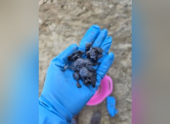 Kokosnussreinigung und Entfernen der Schalen