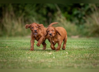 Wurfankündigung Irish-Setter-Welpen 