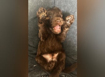 Zuckersüße Labradoodle