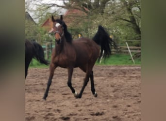 Kleines Deutsches Reitpferd, Hengst, 1 Jahr, 134 cm, Brauner