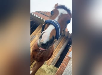 Kleines Deutsches Reitpferd, Hengst, 1 Jahr, 140 cm, Brauner