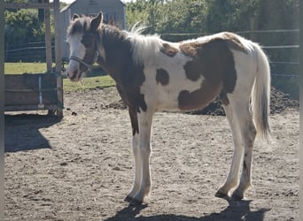 Kleines Deutsches Reitpferd Mix, Hengst, 1 Jahr, 140 cm, Schecke