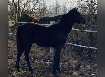 Kleines Deutsches Reitpferd, Hengst, 1 Jahr, 145 cm, Schwarzbrauner