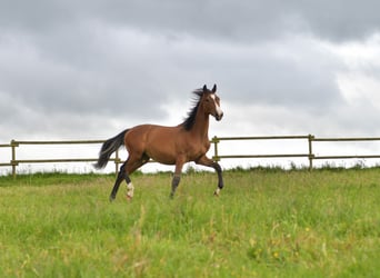 Kleines Deutsches Reitpferd, Hengst, 1 Jahr, Brauner