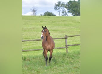 Kleines Deutsches Reitpferd, Hengst, 1 Jahr, Brauner