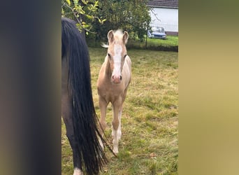 Kleines Deutsches Reitpferd, Hengst, 1 Jahr, Palomino