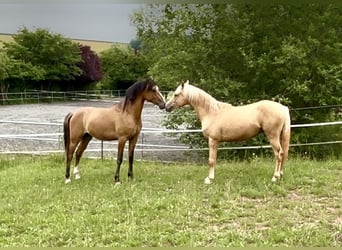 Kleines Deutsches Reitpferd, Hengst, 2 Jahre, 143 cm, Palomino
