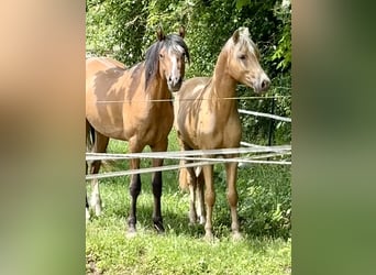 Kleines Deutsches Reitpferd, Hengst, 2 Jahre, 143 cm, Palomino