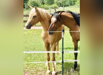 Kleines Deutsches Reitpferd, Hengst, 2 Jahre, 143 cm, Palomino