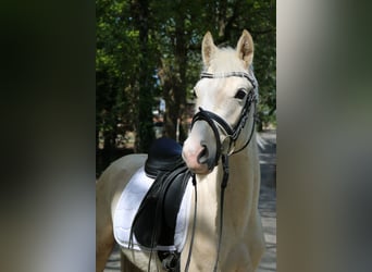 Kleines Deutsches Reitpferd, Hengst, 3 Jahre, 136 cm, Palomino