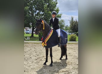 Kleines Deutsches Reitpferd, Hengst, 4 Jahre, 164 cm, Schwarzbrauner