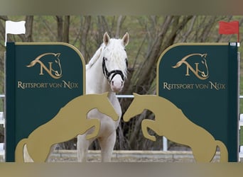 Kleines Deutsches Reitpferd, Hengst, 7 Jahre, 156 cm, Cremello